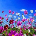 19696-spring flowers